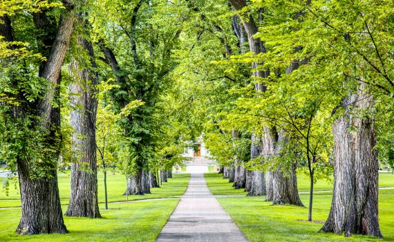 CSU Oval pathway through the trees